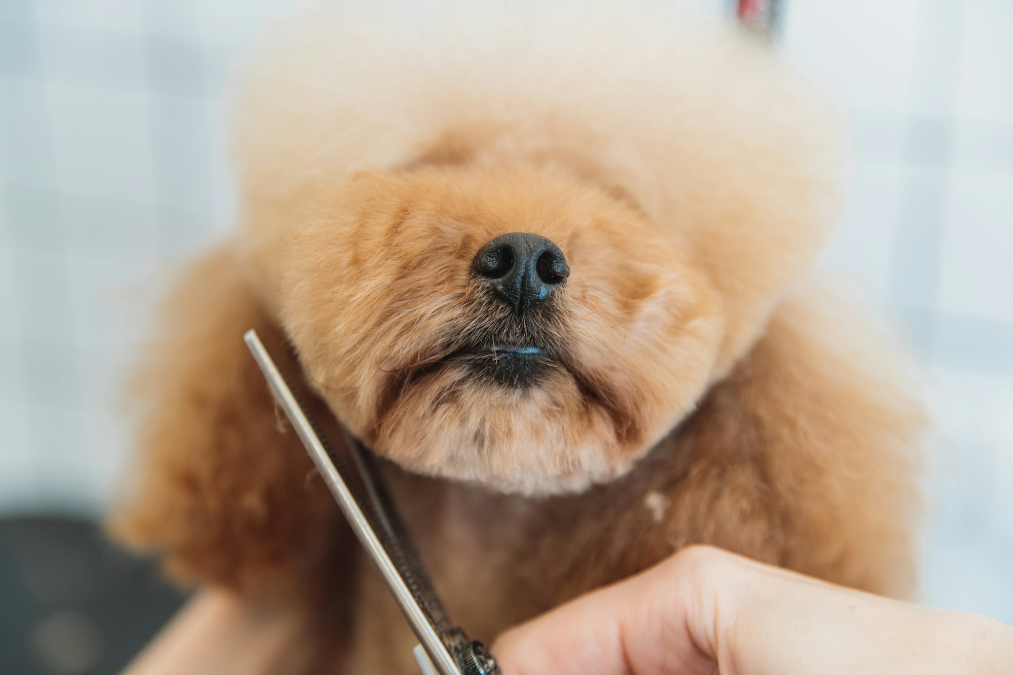 servicio de peluquería canina