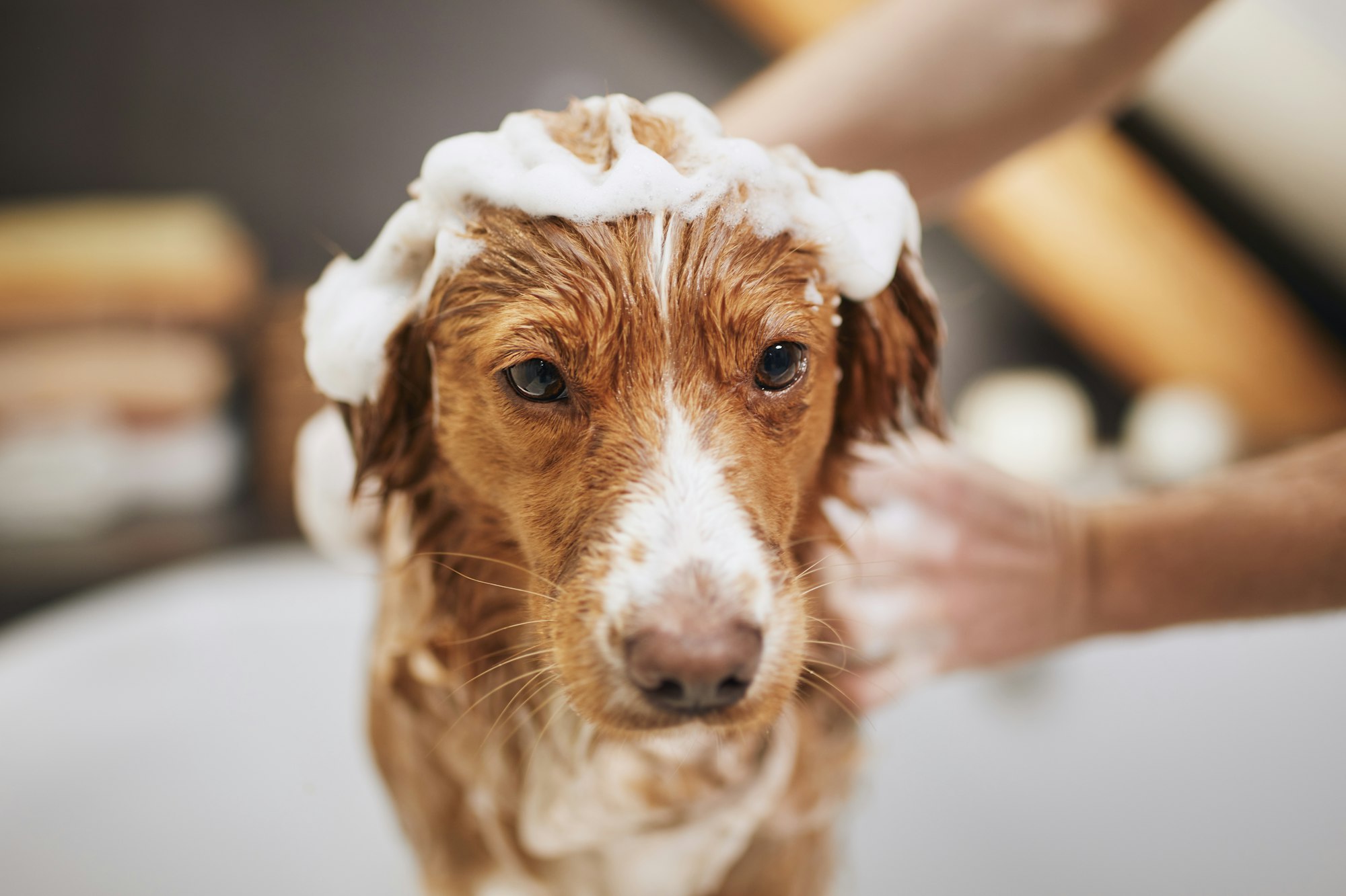 Servicio de baño y corte de pelo.